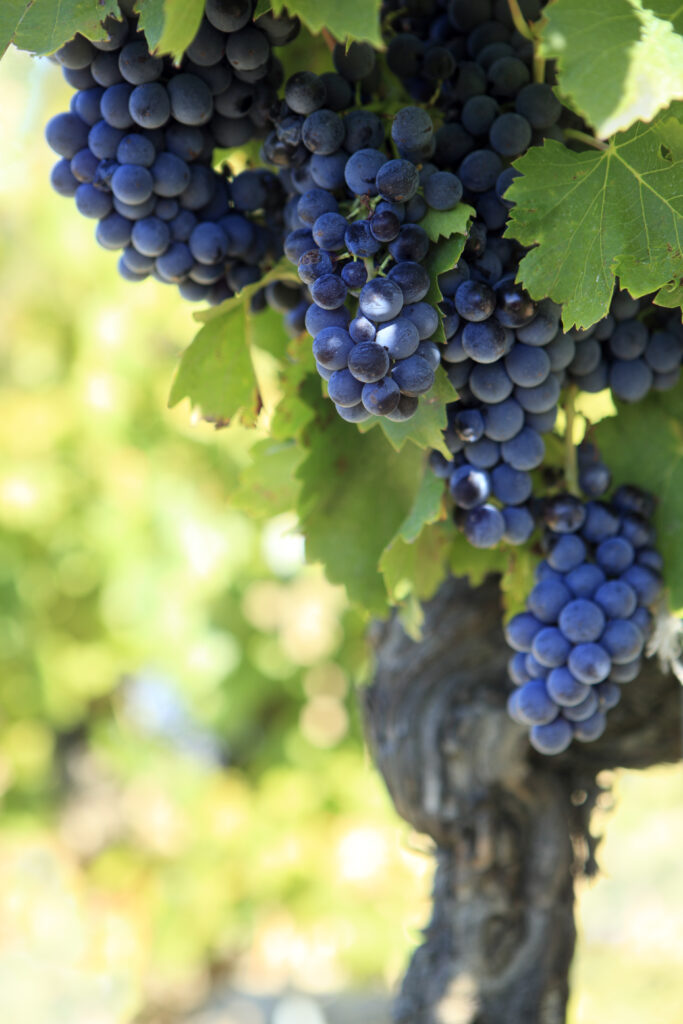O ácido tartático está presente em uvas e em outros vários alimentos da industria alimentícia.